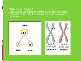 ¿QUE ES UN ALELO?
Cada una de las copias diferentes de un gen, que están
presentes en los distintos cromosomas sea de la madre o
del padre.  
 