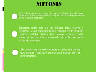 Una célula mitótica se divide y forma dos células hijas idénticas,
cada una de las cuales tiene un conjunto de cromosomas idéntico
al de la célula del padre.
MITOSIS
1
2
Se copian los 46 cromosomas y cada una de las
dos células hijas que se generan queda con 46
cromosomas. 
Después cada una de las células hijas vuelve a
dividirse, y así sucesivamente. Menos en la primera
división celular, todas las células crecen hasta
alcanzar un tamaño aproximado al doble del inicial
antes de dividirse.
3
 