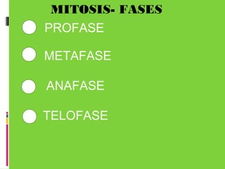 MITOSIS- FASES
1 PROFASE
2
3
4
METAFASE
ANAFASE
TELOFASE
 