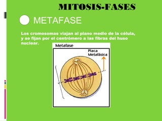 MITOSIS-FASES
2 METAFASE
Los cromosomas viajan al plano medio de la célula,
y se fijan por el centrómero a las fibras del huso
nuclear.
 