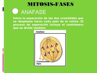 MITOSIS-FASES
Inicia la separación de las dos cromátidas que
se desplazan hacia cada polo de la célula. El
proceso de separación incluye el centrómero
que se divide también.
3 ANAFASE
 