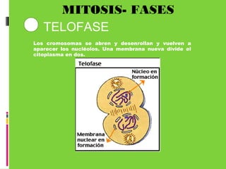 Los cromosomas se abren y desenrollan y vuelven a
aparecer los nucléolos. Una membrana nueva divide el
citoplasma en dos.
MITOSIS- FASES
4 TELOFASE
 