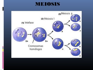 MEIOSIS
 