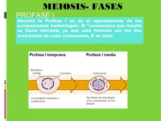 MEIOSIS- FASES
PROFASE I
Durante la Profase I se da el apareamiento de los
cromosomas homólogos. El "cromosoma que resulta
se llama tetrada, ya que está formado por las dos
cromátidas de cada cromosoma, 4 en total.
 