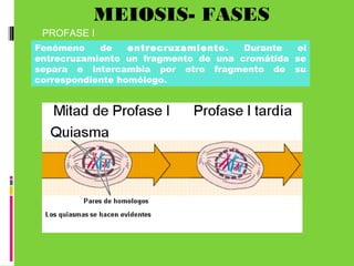 MEIOSIS- FASES
PROFASE I
Fenómeno de entrecruzamiento. Durante el
entrecruzamiento un fragmento de una cromátida se
separa e intercambia por otro fragmento de su
correspondiente homólogo.
 