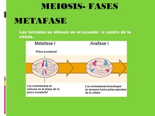 MEIOSIS- FASES
METAFASE
Las tetradas se alinean en el ecuador o centro de la
célula.
 