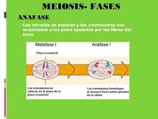 MEIOSIS- FASES
ANAFASE
Las tetradas se separan y los cromosomas son
arrastrados a los polos opuestos por las fibras del
huso
 