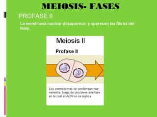 MEIOSIS- FASES
PROFASE II
La membrana nuclear desaparece y aparecen las fibras del
huso.
 