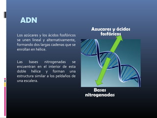 ADN
Los azúcares y los ácidos fosfóricos
se unen lineal y alternativamente,
formando dos largas cadenas que se
enrollan en hélice.
Las bases nitrogenadas se
encuentran en el interior de esta
doble hélice y forman una
estructura similar a los peldaños de
una escalera.
Azucares y ácidos
fosfóricos
Bases
nitrogenadas
 
