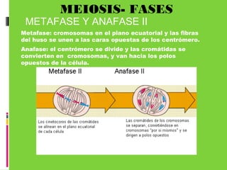 MEIOSIS- FASES
METAFASE Y ANAFASE II
Metafase: cromosomas en el plano ecuatorial y las fibras
del huso se unen a las caras opuestas de los centrómero.
Anafase: el centrómero se divide y las cromátidas se
convierten en cromosomas, y van hacia los polos
opuestos de la célula.
 
