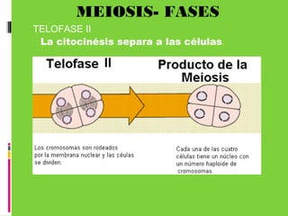 MEIOSIS- FASES
TELOFASE II
La citocinésis separa a las células.
 
