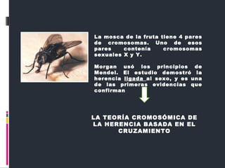 La mosca de la fruta tiene 4 pares
de cromosomas. Uno de esos
pares contenía cromosomas
sexuales X y Y.
Morgan usó los principios de
Mendel. El estudio demostró la
herencia ligada al sexo, y es una
de las primeras evidencias que
confirman
LA TEORÍA CROMOSÓMICA DE
LA HERENCIA BASADA EN EL
CRUZAMIENTO
 