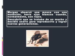 Morgan observó una mosca con una
mutación, tenía ojos blancos cuando,
normalmente, son rojos.
Descubrió que se trataba de un macho y
decidió usarlo para reproducirlo y lograr
nuevas generaciones.
 