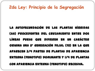 2da Ley: Principio de la Segregación



La autofecundación de las plantas híbridas
(Aa) procedentes del cruzamiento entre dos
líneas puras que difieren en un carácter
origina una 2ª generación filial (F2) en la que
aparecen 3/4 partes de plantas de apariencia
externa (fenotipo) Dominante y 1/4 de plantas

con apariencia externa (fenotipo) Recesiva.
 