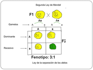 Segunda Ley de Mendel




   Gametos   A          a      A         a




Dominante



Recesivo




             Ley de la separación de los alelos
 