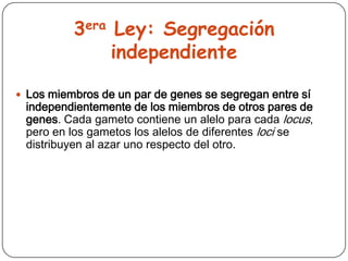 3era Ley: Segregación
               independiente

 Los miembros de un par de genes se segregan entre sí
 independientemente de los miembros de otros pares de
 genes. Cada gameto contiene un alelo para cada locus,
 pero en los gametos los alelos de diferentes loci se
 distribuyen al azar uno respecto del otro.
 