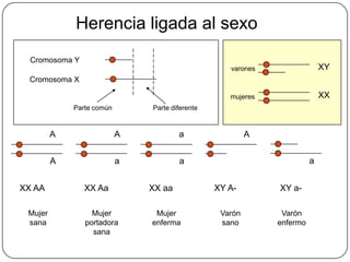 Herencia ligada al sexo
  Cromosoma Y
                                                    varones                 XY
  Cromosoma X

                                                    mujeres                 XX
             Parte común       Parte diferente


         A                 A           a                  A


         A                 a           a                                a


XX AA           XX Aa          XX aa             XY A-        XY a-

 Mujer            Mujer         Mujer             Varón        Varón
 sana           portadora      enferma            sano        enfermo
                  sana
 