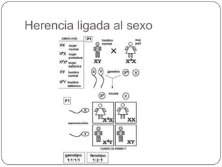 Herencia ligada al sexo
 