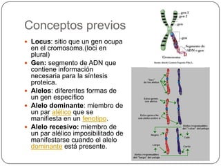 Conceptos previos
 Locus: sitio que un gen ocupa
    en el cromosoma.(loci en
    plural)
   Gen: segmento de ADN que
    contiene información
    necesaria para la síntesis
    proteica.
   Alelos: diferentes formas de
    un gen específico
   Alelo dominante: miembro de
    un par alélico que se
    manifiesta en un fenotipo.
   Alelo recesivo: miembro de
    un par alélico imposibilitado de
    manifestarse cuando el alelo
    dominante está presente.
 