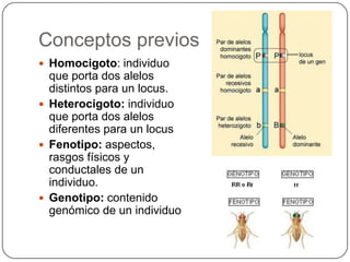 Conceptos previos
 Homocigoto: individuo
  que porta dos alelos
  distintos para un locus.
 Heterocigoto: individuo
  que porta dos alelos
  diferentes para un locus
 Fenotipo: aspectos,
  rasgos físicos y
  conductales de un
  individuo.
 Genotipo: contenido
  genómico de un individuo
 