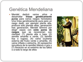 Genética Mendeliana
 Mendel     dedicó varios años a
 desarrollar líneas genéticamente
 puras para varios rasgos heredados
 Una línea genéticamente pura para un
 rasgo dado, por ejemplo planta alta,
 produce sólo plantas altas, generación
 tras generación. Mendel terminó por
 elegir cepas con siete pares de
 rasgos que se reconocían con
 claridad: (1) planta alta o baja, (2)
 semilla amarilla o verde, (3) semilla
 lisa o rugosa, (4) vaina (cubierta
 externa del fruto) verde o amarilla, (5)
 vaina inflada o estrecha, (6) epispermo
 (envoltura de la semilla) blanco o gris y
 (7) floración en el extremo de los tallos
 o a todo lo largo de ellos
 