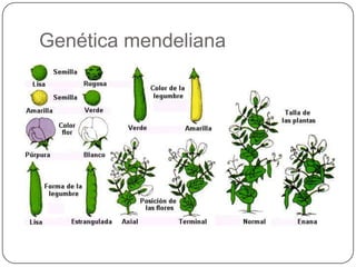 Genética mendeliana
 