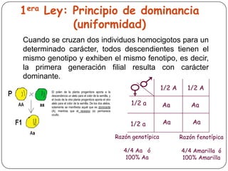 1era Ley: Principio de dominancia
          (uniformidad)
Cuando se cruzan dos individuos homocigotos para un
determinado carácter, todos descendientes tienen el
mismo genotipo y exhiben el mismo fenotipo, es decir,
la primera generación filial resulta con carácter
dominante.
        El polen de la planta progenitora aporta a la
                                                                                   1/2 A     1/2 A
        descendencia un alelo para el color de la semilla, y
        el óvulo de la otra planta progenitora aporta el otro
        alelo para el color de la semilla. De los dos alelos,
        solamente se manifiesta aquél que es dominante
                                                                     1/2 a         Aa          Aa
        (A), mientras que el recesivo (a) permanece
        oculto.


                                                                     1/2 a         Aa          Aa

                                                                Razón genotípica           Razón fenotípica

                                                                   4/4 Aa ó                4/4 Amarilla ó
                                                                    100% Aa                100% Amarilla
 