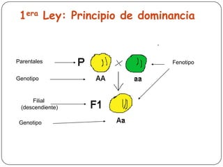 1era Ley: Principio de dominancia


Parentales                   Fenotipo

Genotipo


     Filial
 (descendiente)

 Genotipo
 