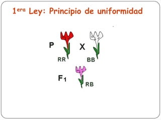 1era Ley: Principio de uniformidad
 