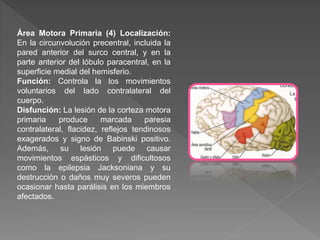 Área Motora Primaria (4) Localización:
En la circunvolución precentral, incluida la
pared anterior del surco central, y en la
parte anterior del lóbulo paracentral, en la
superficie medial del hemisferio.
Función: Controla la los movimientos
voluntarios del lado contralateral del
cuerpo.
Disfunción: La lesión de la corteza motora
primaria produce marcada paresia
contralateral, flacidez, reflejos tendinosos
exagerados y signo de Babinski positivo.
Además, su lesión puede causar
movimientos espásticos y dificultosos
como la epilepsia Jacksoniana y su
destrucción o daños muy severos pueden
ocasionar hasta parálisis en los miembros
afectados.
 