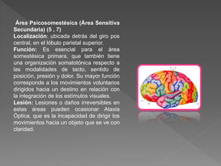 Área Psicosomestésica (Área Sensitiva
Secundaria) (5 , 7)
Localización: ubicada detrás del giro pos
central, en el lóbulo parietal superior.
Función: Es esencial para el área
somestésica primara, que también tiene
una organización somatotónica respecto a
las modalidades de tacto, sentido de
posición, presión y dolor. Su mayor función
corresponde a los movimientos voluntarios
dirigidos hacia un destino en relación con
la integración de los estímulos visuales.
Lesión: Lesiones o daños irreversibles en
estas áreas pueden ocasionar Ataxia
Óptica, que es la incapacidad de dirigir los
movimientos hacia un objeto que se ve con
claridad.
 