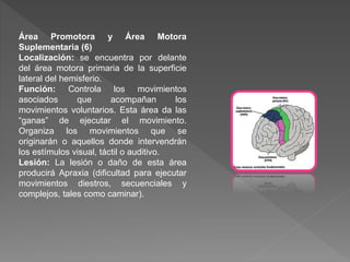 Área Promotora y Área Motora
Suplementaria (6)
Localización: se encuentra por delante
del área motora primaria de la superficie
lateral del hemisferio.
Función: Controla los movimientos
asociados que acompañan los
movimientos voluntarios. Esta área da las
“ganas” de ejecutar el movimiento.
Organiza los movimientos que se
originarán o aquellos donde intervendrán
los estímulos visual, táctil o auditivo.
Lesión: La lesión o daño de esta área
producirá Apraxia (dificultad para ejecutar
movimientos diestros, secuenciales y
complejos, tales como caminar).
 