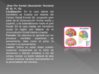 Área Pre frontal (Asociación Terciaria)
(9, 10, 11, 12)
Localización: En la cara lateral del
hemisferio se localiza por delante del
Campo Visual Frontal (8), ocupando gran
parte de la circunvolución frontal media y
superior, y se extendiéndose hasta el polo
frontal. En la cara medial del hemisferio
ocupa la región por delante de la
circunvolución frontal interna o medial.
Función: Se relaciona en general con los
procesos mentales superiores de
pensamiento, tales como el juicio, la
voluntad o el razonamiento.
Lesión: Daños en estas áreas pueden
ocasionar incapacidad en la toma de
decisiones o efectos similares a los del
retraso mental. La lesión bilateral de esta
corteza produce cambios permanentes en
la personalidad del individuo.
 