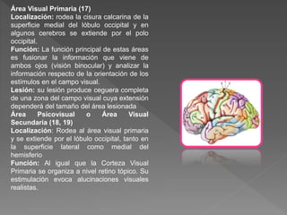 Área Visual Primaria (17)
Localización: rodea la cisura calcarina de la
superficie medial del lóbulo occipital y en
algunos cerebros se extiende por el polo
occipital.
Función: La función principal de estas áreas
es fusionar la información que viene de
ambos ojos (visión binocular) y analizar la
información respecto de la orientación de los
estímulos en el campo visual.
Lesión: su lesión produce ceguera completa
de una zona del campo visual cuya extensión
dependerá del tamaño del área lesionada
Área Psicovisual o Área Visual
Secundaria (18, 19)
Localización: Rodea al área visual primaria
y se extiende por el lóbulo occipital, tanto en
la superficie lateral como medial del
hemisferio
Función: Al igual que la Corteza Visual
Primaria se organiza a nivel retino tópico. Su
estimulación evoca alucinaciones visuales
realistas.
 