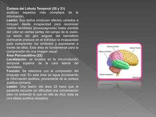 Corteza del Lóbulo Temporal (20 y 21)
analizan aspectos más complejos de la
información.
Lesión: Sus daños producen efectos variados e
incluyen desde incapacidad para reconocer
rostros familiares (prosopagnosia) hasta perdida
del color en ciertas partes del campo de la visión.
La lesión del giro angular del hemisferio
dominante produce en el individuo la incapacidad
para comprender los símbolos y expresarse a
través de ellos. Esta área es fundamental para la
comprensión de una imagen visual.
Área Psicoauditiva (22)
Localización: se localiza en la circunvolución
temporal superior de la cara lateral del
hemisferio.
Función: Se relaciona con la compresión del
lenguaje oral. En esta área se sigue procesando
la información auditiva, proveniente de la corteza
auditiva primaria.
Lesión: Una lesión del área 22 hace que el
paciente escuche sin dificultad una conversación
pero no entiende lo que en ella se dice, ésta es
una afasia auditiva receptiva.
 