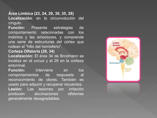 Área Límbica (23, 24, 29, 30, 35, 28)
Localización: en la circunvolución del
cíngulo.
Función: Presenta estrategias de
comportamiento relacionadas con los
instintos y las emociones, y comprende
una serie de estructuras del córtex que
rodean el "hilio del hemisferio".
Corteza Olfatoria (28, 34)
Localización: El área 34 de Brodmann se
localiza en el uncus y el 28 en la corteza
entorrinal.
Función: Interviene en los
comportamientos de respuesta al
reconocimiento de olores. También es
usado para adquirir y recuperar recuerdos.
Lesión: Las lesiones por irritación
producen alucinaciones olfatorias
generalmente desagradables.
 