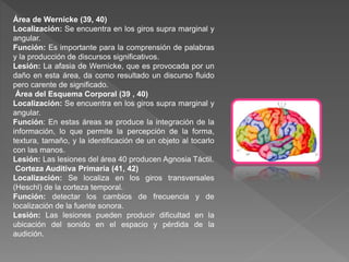Área de Wernicke (39, 40)
Localización: Se encuentra en los giros supra marginal y
angular.
Función: Es importante para la comprensión de palabras
y la producción de discursos significativos.
Lesión: La afasia de Wernicke, que es provocada por un
daño en esta área, da como resultado un discurso fluido
pero carente de significado.
Área del Esquema Corporal (39 , 40)
Localización: Se encuentra en los giros supra marginal y
angular.
Función: En estas áreas se produce la integración de la
información, lo que permite la percepción de la forma,
textura, tamaño, y la identificación de un objeto al tocarlo
con las manos.
Lesión: Las lesiones del área 40 producen Agnosia Táctil.
Corteza Auditiva Primaria (41, 42)
Localización: Se localiza en los giros transversales
(Heschl) de la corteza temporal.
Función: detectar los cambios de frecuencia y de
localización de la fuente sonora.
Lesión: Las lesiones pueden producir dificultad en la
ubicación del sonido en el espacio y pérdida de la
audición.
 