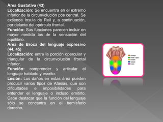 Área Gustativa (43)
Localización: Se encuentra en el extremo
inferior de la circunvolución pos central. Se
extiende Ínsula de Reil y, a continuación,
por delante del opérculo frontal.
Función: Sus funciones parecen incluir en
mayor medida las de la sensación del
equilibrio.
Área de Broca del lenguaje expresivo
(44, 45)
Localización: entre la porción opercular y
triangular de la circunvolución frontal
inferior.
Función: comprender y articular el
lenguaje hablado y escrito.
Lesión: Los daños en estas área pueden
producir varios tipos de Afasias, que son
dificultades e imposibilidades para
entender el lenguaje o incluso emitirlo.
Cabe destacar que la función del lenguaje
sólo se concentra en el hemisferio
derecho.
 