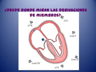 ¿Desde donde miran las derivaciones
          de miembros?.
 