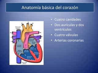 Anatomía básica del corazón

             • Cuatro cavidades
             • Dos aurículas y dos
               ventrículos
             • Cuatro válvulas
             • Arterias coronarias
 