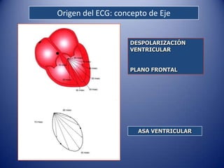 Origen del ECG: concepto de Eje


                   DESPOLARIZACIÓN
                   VENTRICULAR


                   PLANO FRONTAL




                      ASA VENTRICULAR
 