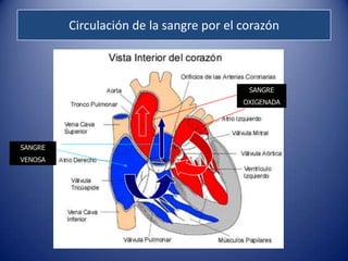 Circulación de la sangre por el corazón



                                          SANGRE
                                         OXIGENADA




SANGRE
VENOSA
 