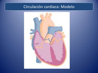 Circulación cardiaca: Modelo
 