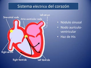 Sistema eléctrico del corazón


                      • Nódulo sinusal
                      • Nodo aurículo-
                        ventricular
                      • Haz de His
 