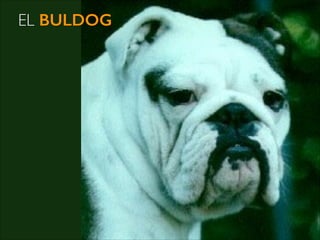 EL BULDOG

@roy_camposr

 