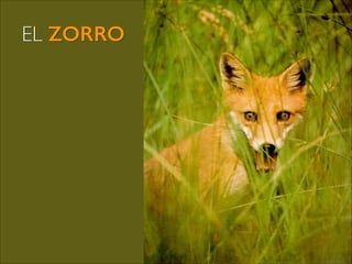 EL ZORRO

@roy_camposr

 