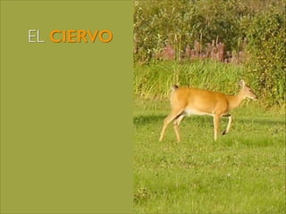 EL CIERVO

@roy_camposr

 