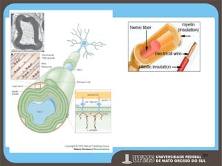 Prof. Ronny M de Moraes 101

101

 