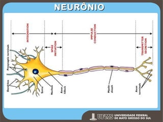 NEURÔNIO

Prof. Ronny M de Moraes 104

104

 
