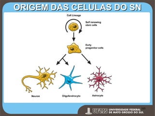 ORIGEM DAS CELULAS DO SN

Prof. Ronny M de Moraes 105

105

 